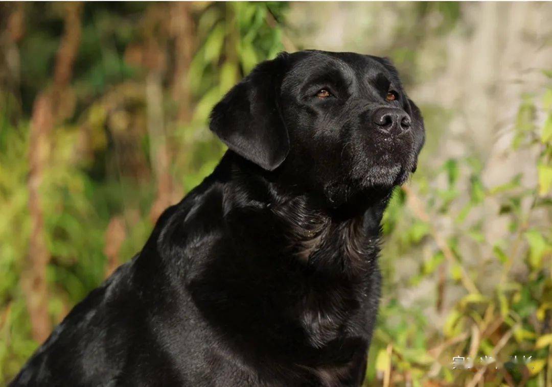 黑色的拉布拉多犬为什么很多人想养这几点是原因