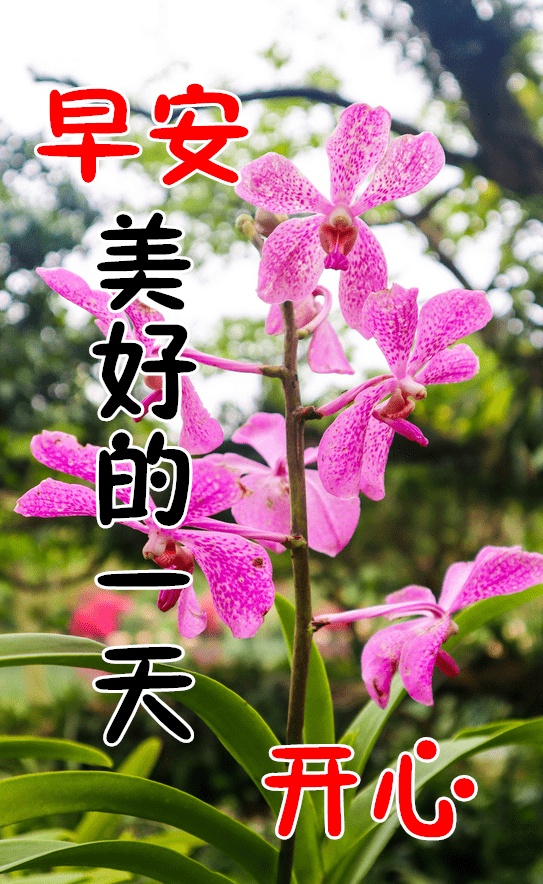1月7日最漂亮早上好动态表情图片大全,早晨好动图美图