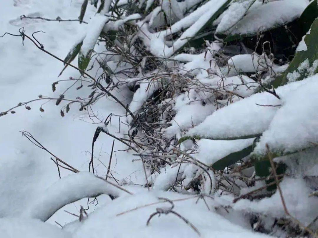 刚刚!福建多地下雪了!厦门呢?