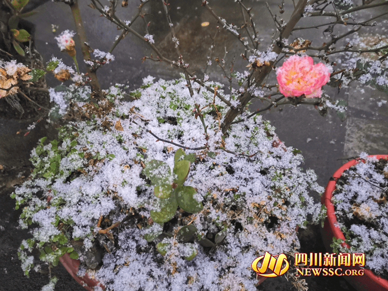 好美!被鹅毛雪铺了一层的鲜花绿植超“可爱”