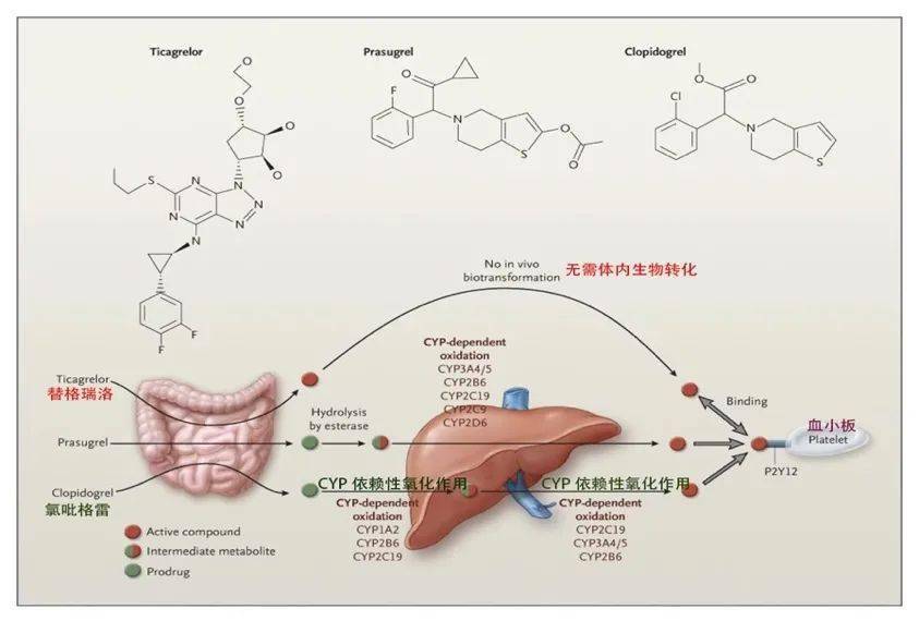 氯吡格雷抗血小板治疗个体化用药基因型检测指南解读.