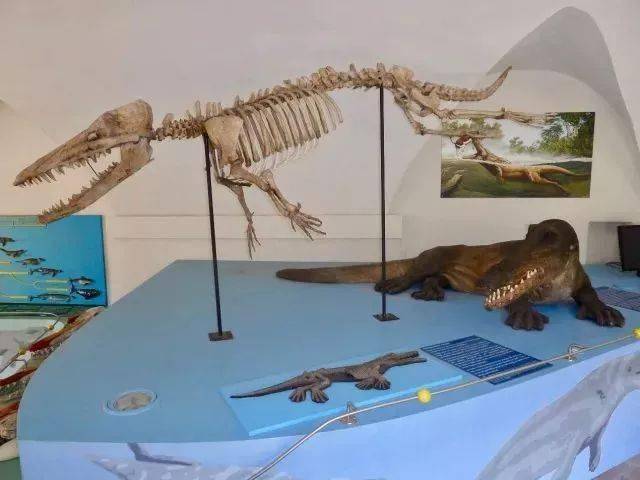 鲸鱼的祖先图 b61dbf76de1949a7be5d23d3d6fe1618.jpeg