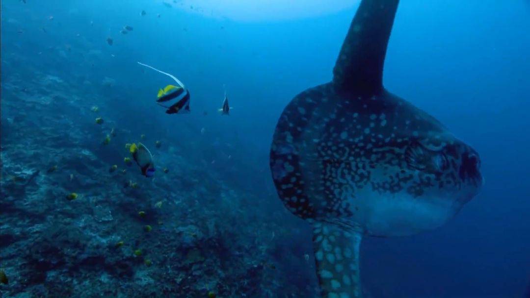 5种从没见过的海洋生物,第四个长相太奇怪了