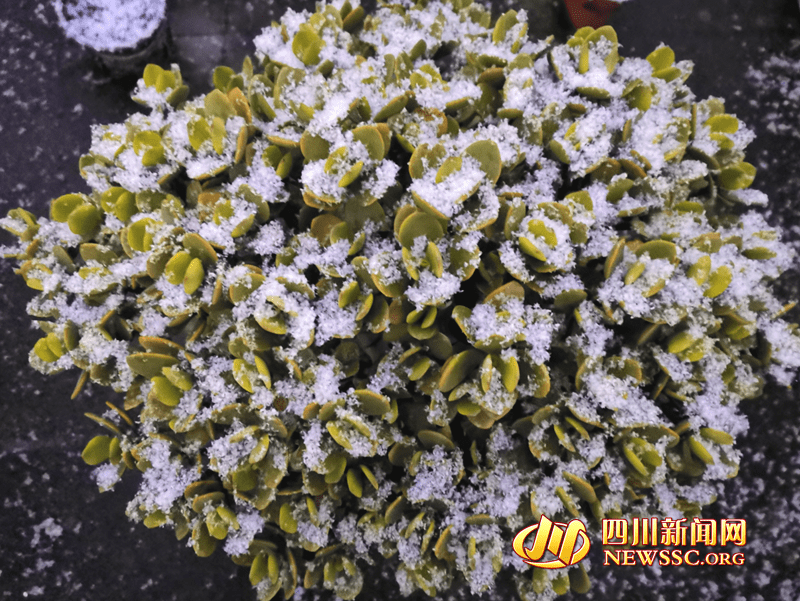 好美!被鹅毛雪铺了一层的鲜花绿植超“可爱”