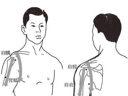 而下刮拭三角肌周围,每一条经脉刮拭10～20次为宜,重点刮拭肩髃,肩贞