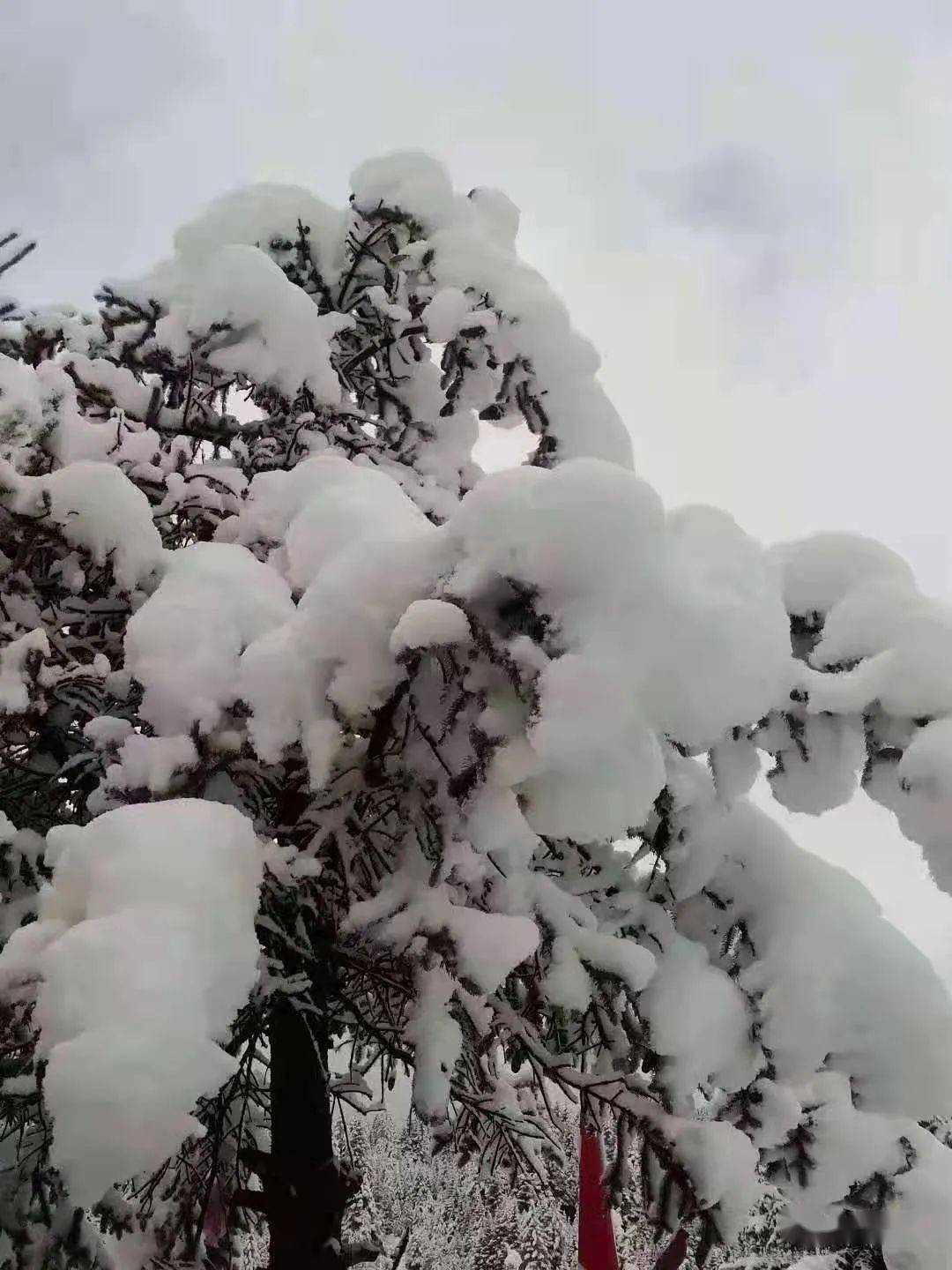 2021年第一场雪 是会带来好运的