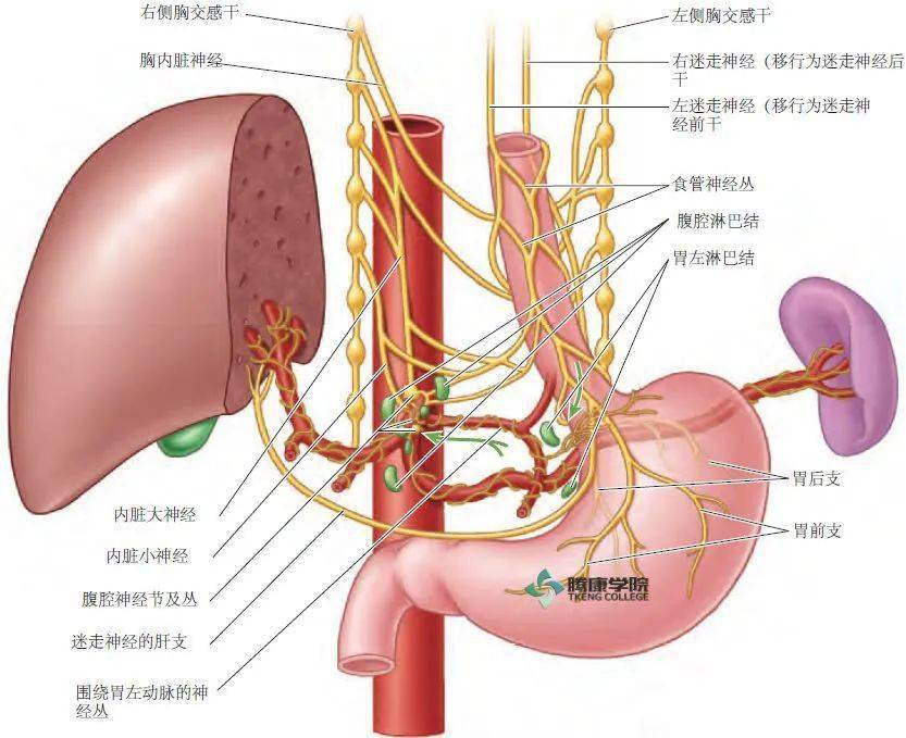 内脏神经的解剖Ⅱ