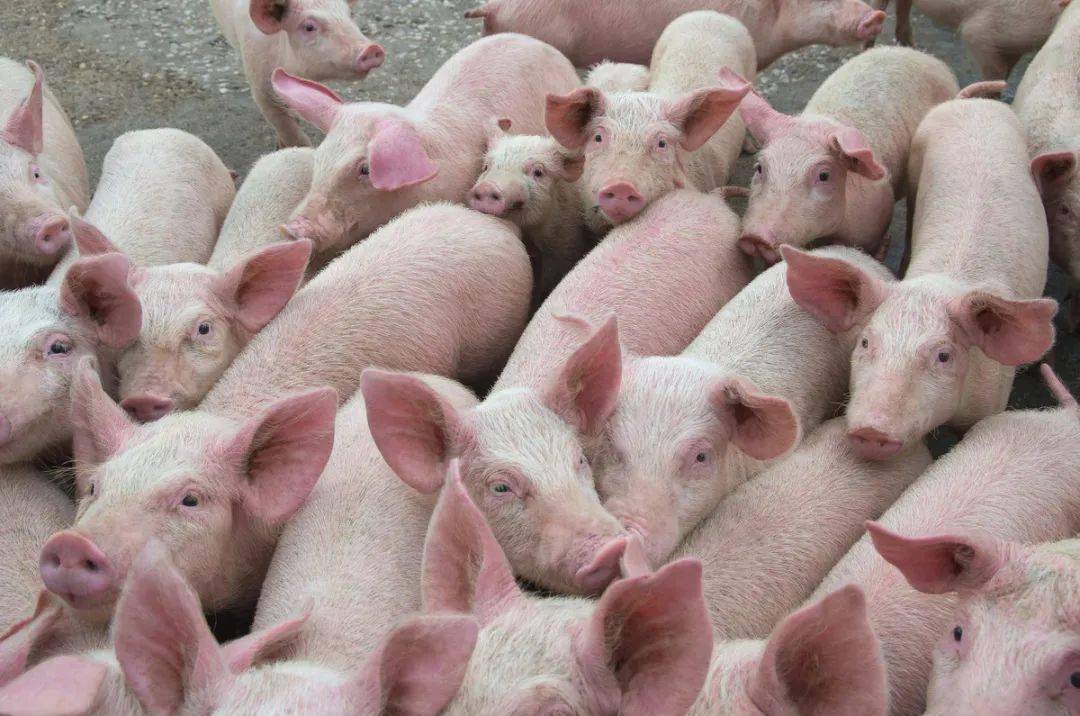 生猪养殖更多利好,禁养区取消,养殖户春天来了吗?