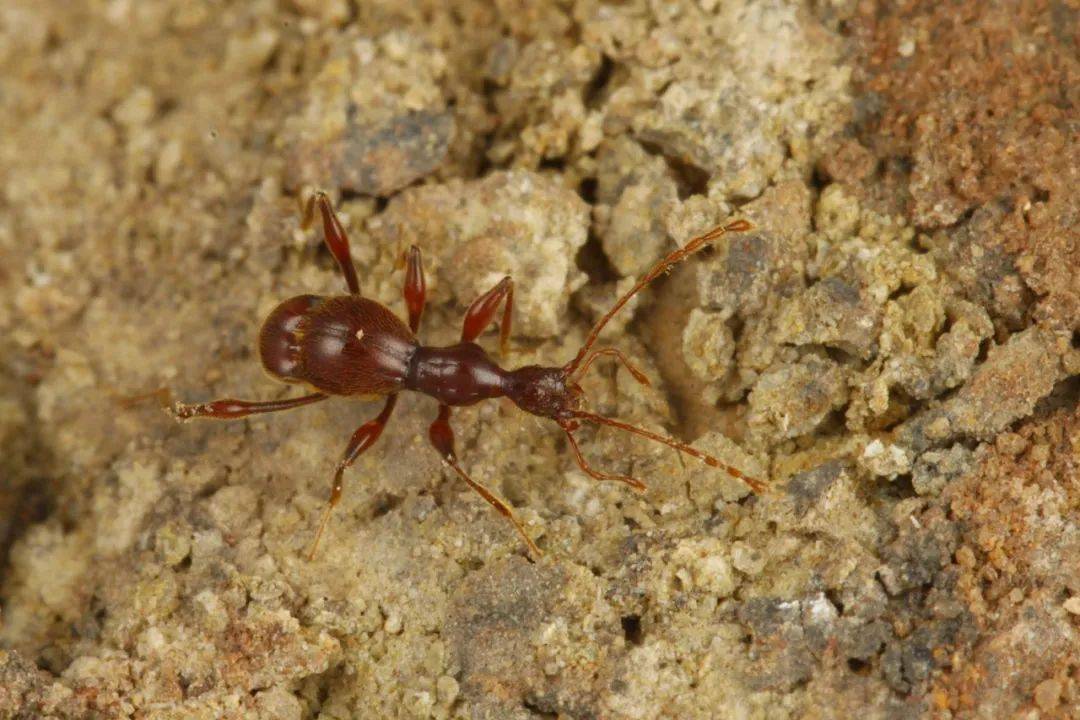 四川洞穴探险队生物调查组 新物种发现!_蚂蚁