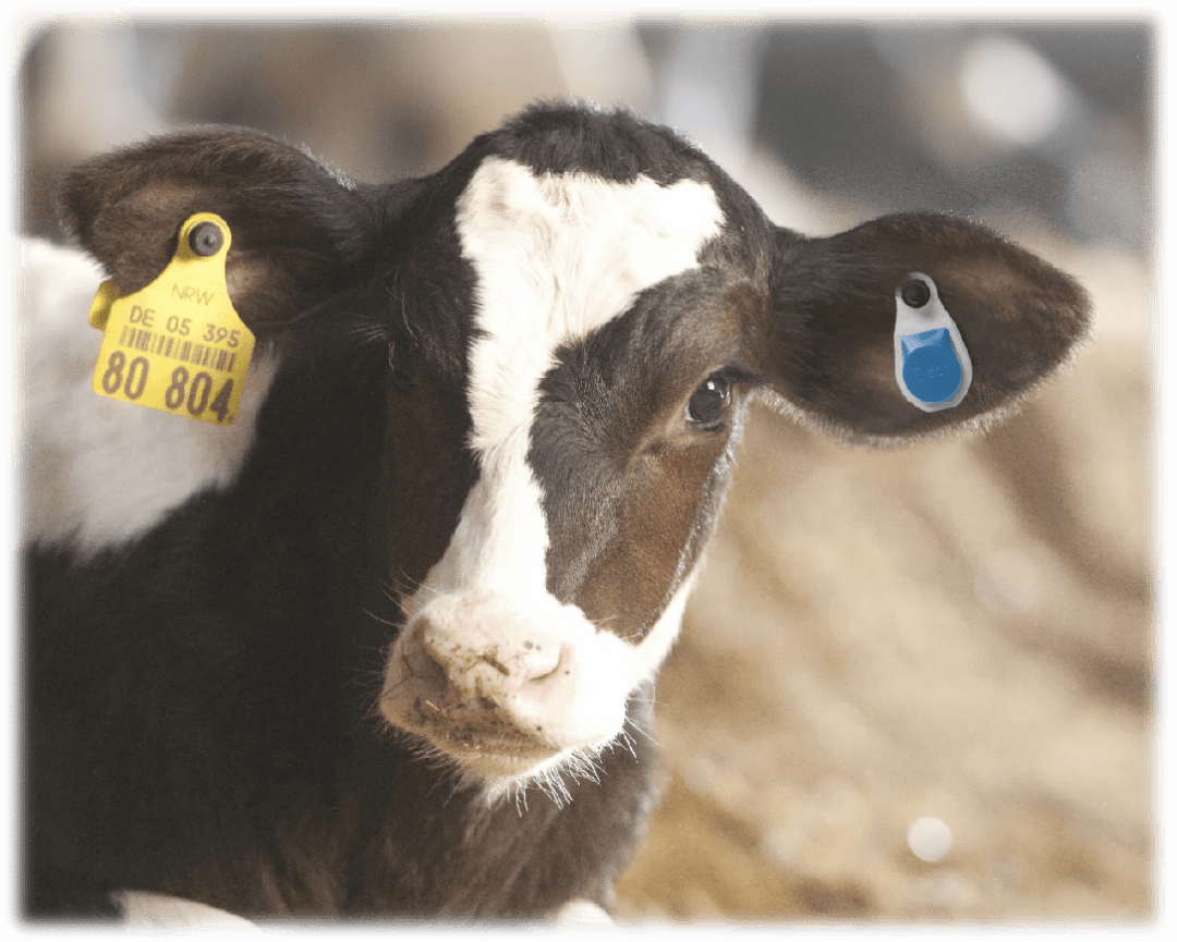 几张图带你认识一下犊牛腹泻 - 养牛技术 - 中国奶牛网—绿叶动物保健工程技术有限公司