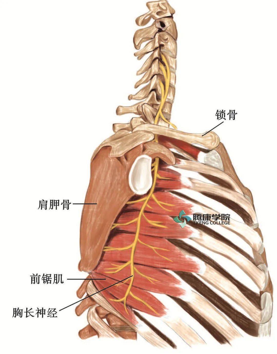 图7-1 臂丛的位置-外科学-医学