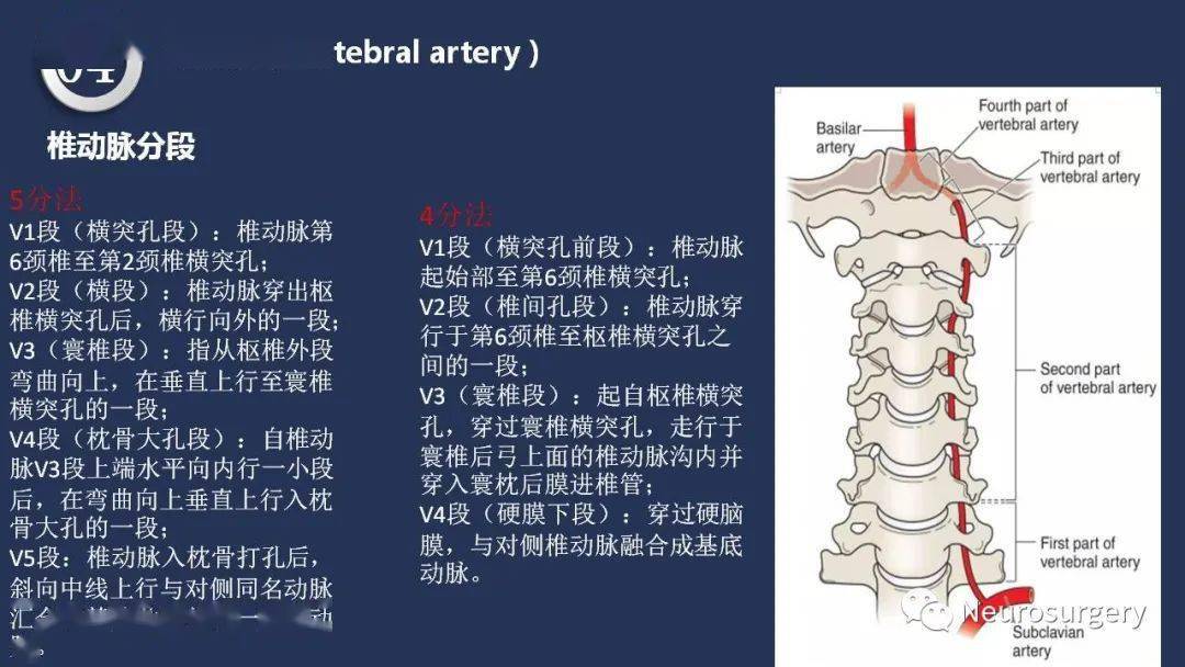 头颈动脉系统相关解剖