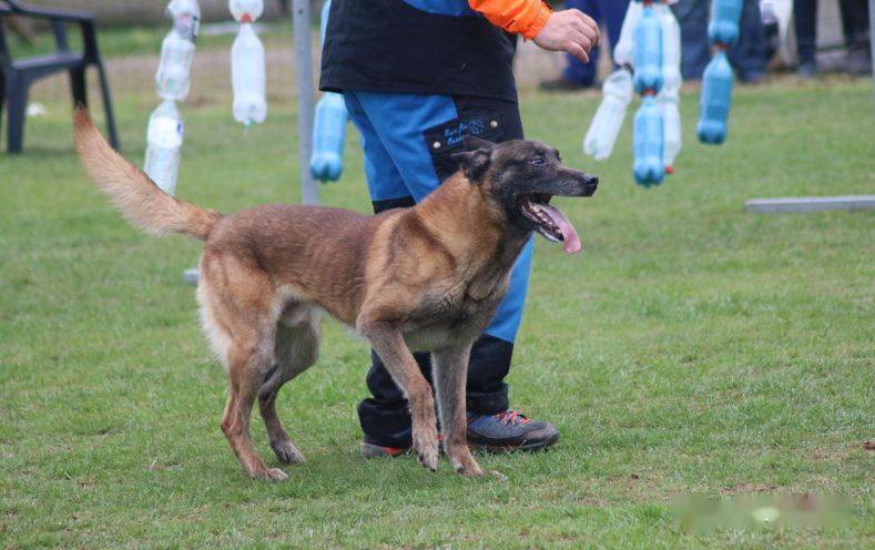 怎么挑选好狗标准 593ee95fc0674decba21a088153be5de.jpeg