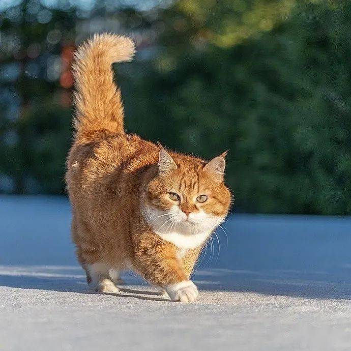 冬日橘猫美图一则_雪地