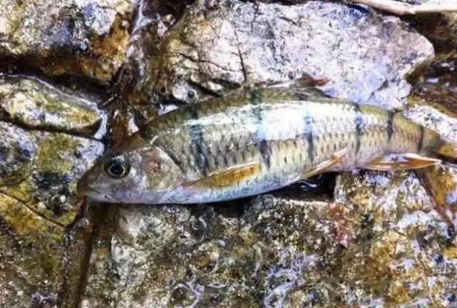 溪石斑,一种只属于小河小溪的特殊鱼种,对水质要求极高
