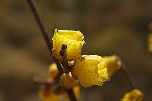 【卓越旅游】| 又是一年腊梅季,花开时节香满谷