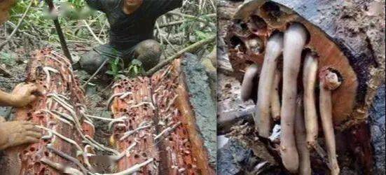 世界上最大的船蛆照片 4d782272c98044b48e52597b1603f9c3.jpeg