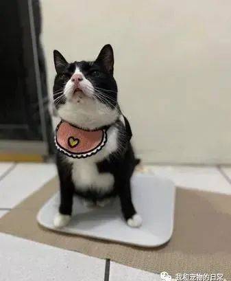 宾士猫侧躺露出肚肚的模样亮了,网笑:这也太撩人了啦!