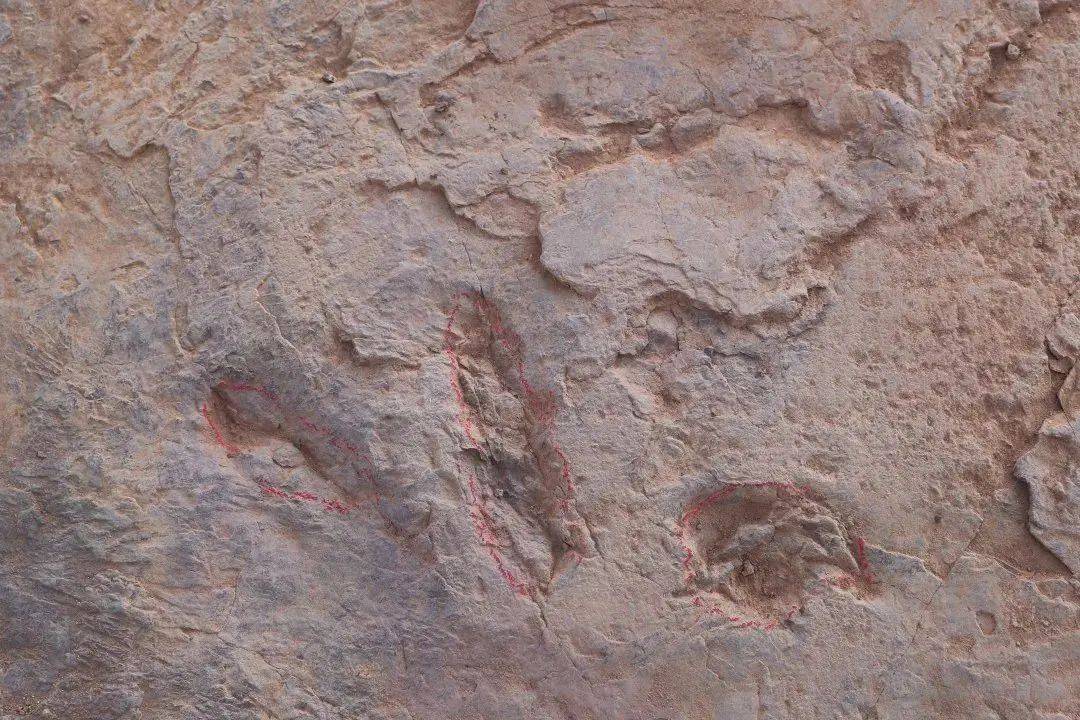 化石|真“龙岩”！福建发现恐龙足迹群，距今8000万年！