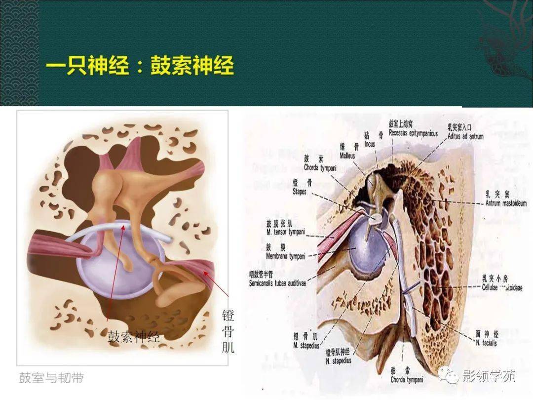 耳解剖及常见疾病影像表现