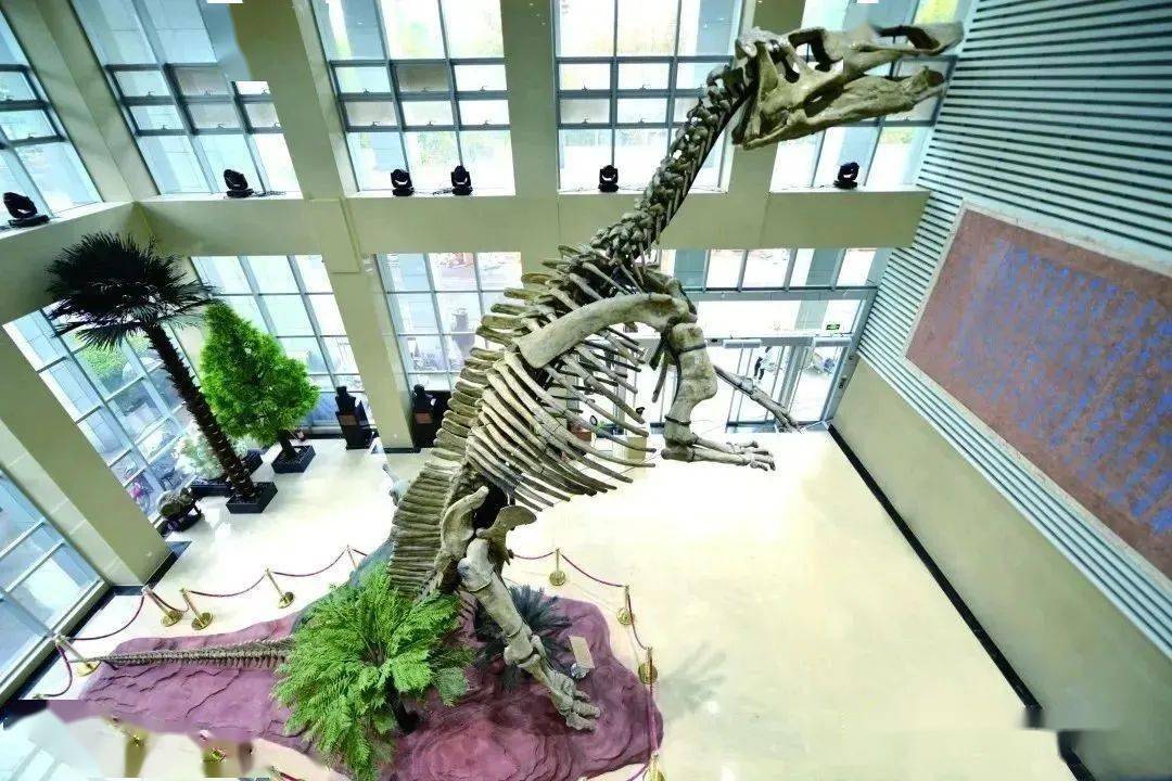 巨型山东龙,展于山东省地质博物馆