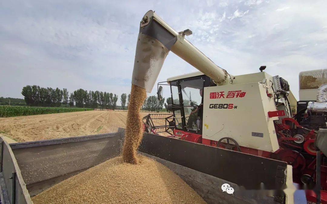 中国 人均粮食_中国人均粮食产量图片(3)