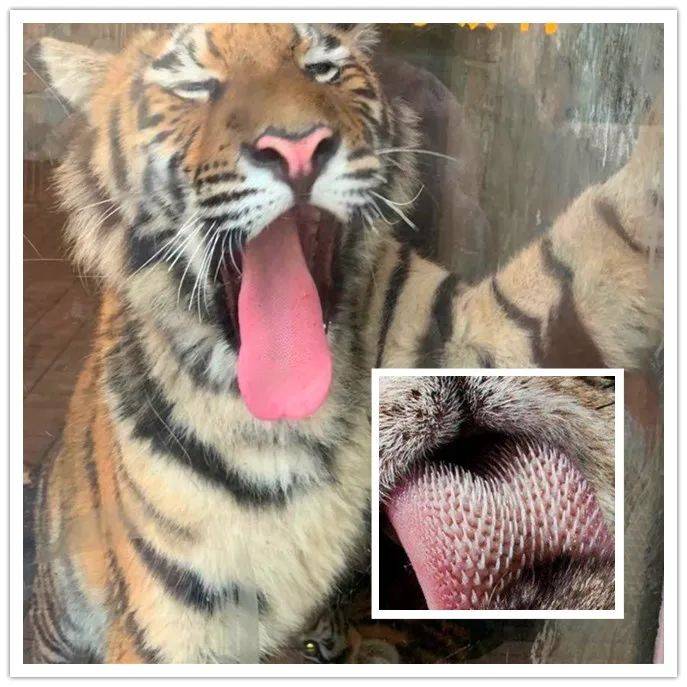 猫科动物的舌头