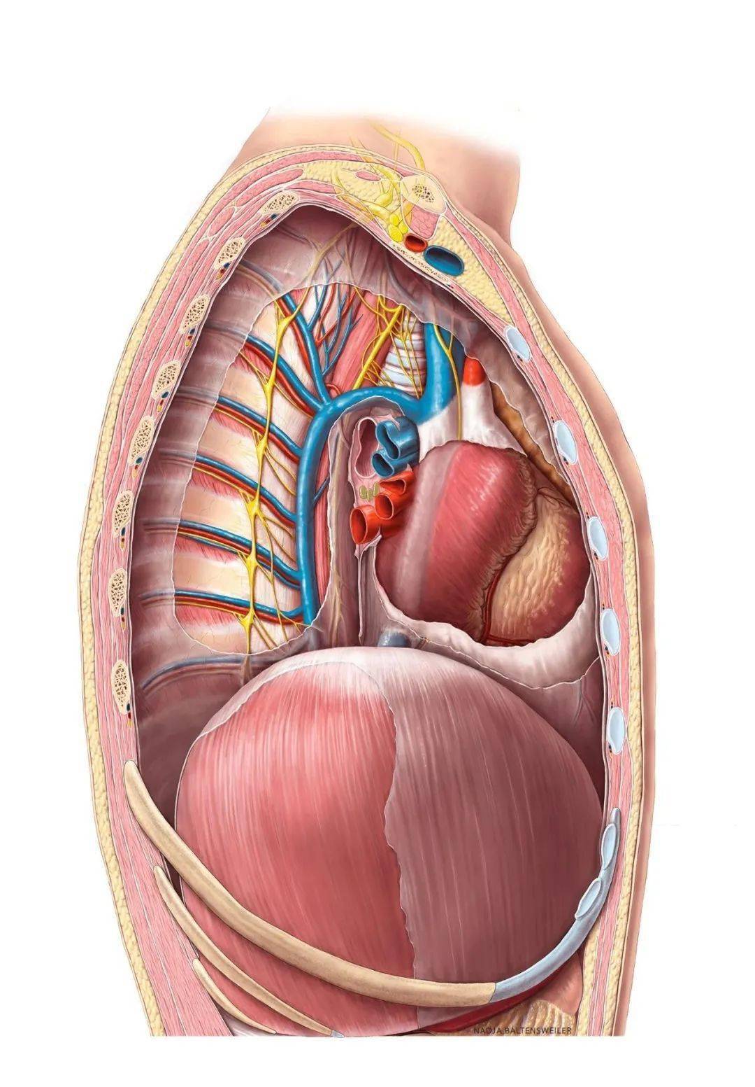 打开心包露出的心脏   图源:anatomytool