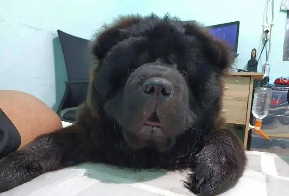松獅撞傷主人的眼睛後，自責躲在床底偷哭，好在結局超暖！ 萌趣萌寵 第4张