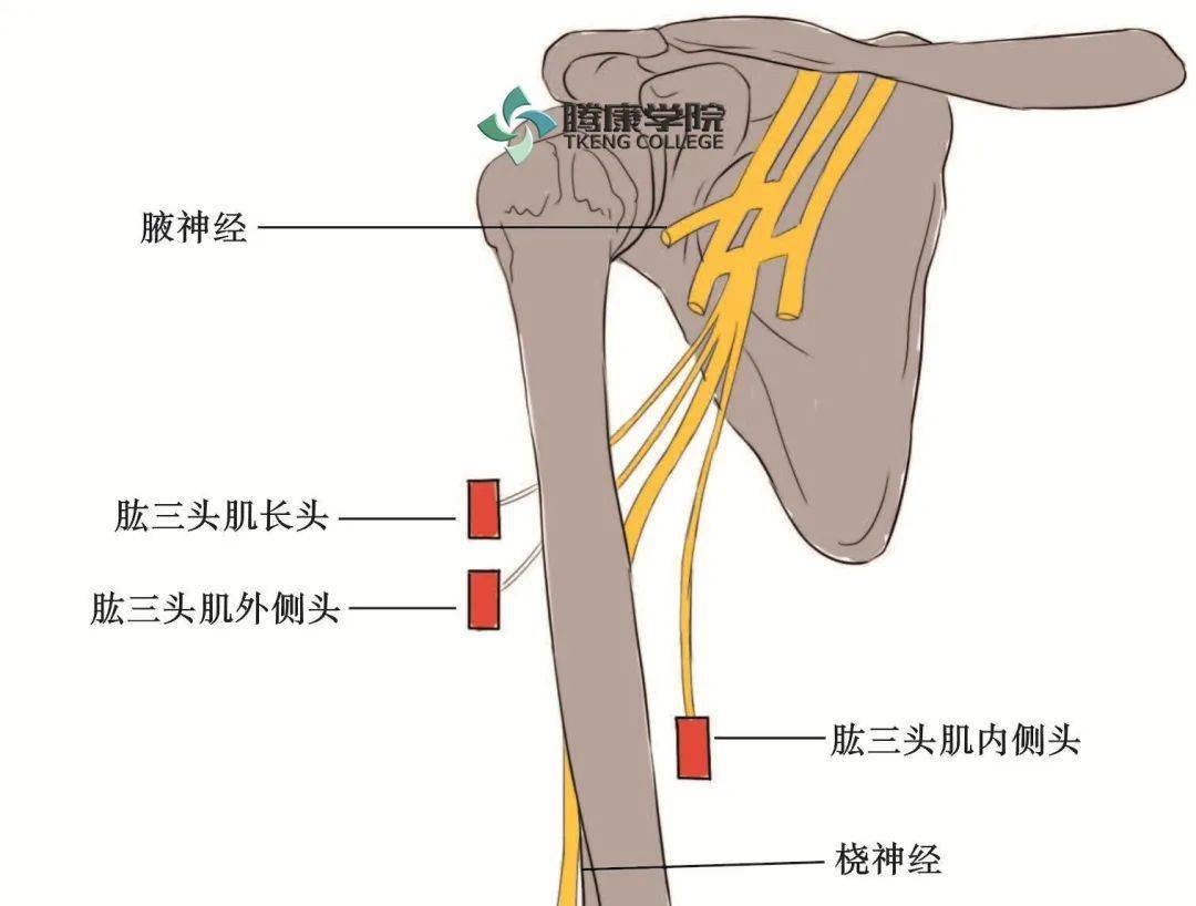 臂背侧皮神经在本干转到臂背侧之前发出,绕肱三头肌长头至臂的背面
