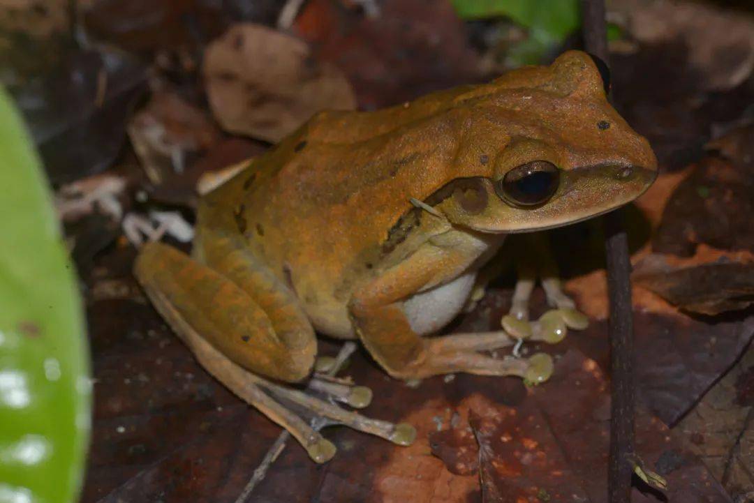 成都生物所揭示渐新世以来泛树蛙属物种的地理分布格局演化