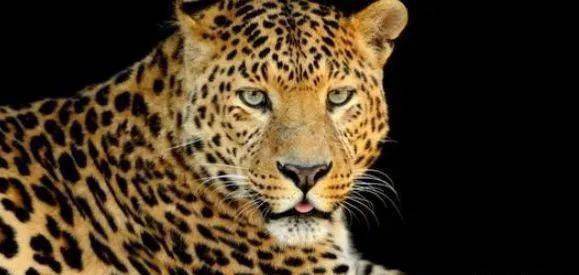 猫科动物实力排名_猫科动物大小排名图片(2)