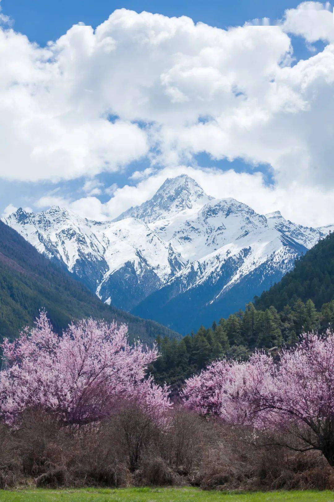 3月最佳推荐---春天去西藏,看最美的桃花_林芝