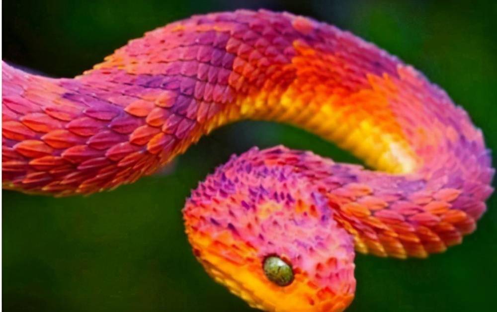 
世界上最奇异的蛇-开云app官方下载