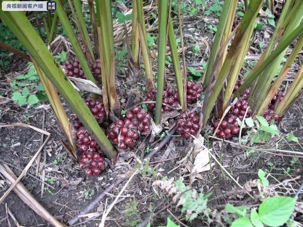 简谱草果_草果图片