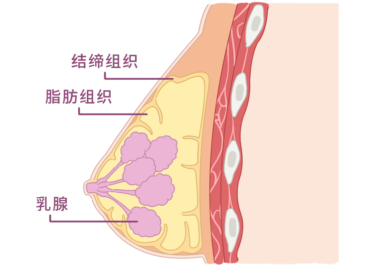 兜住乳房的结缔组织 ②决定罩杯大小的脂肪组织 ③促进胸部发育的乳腺