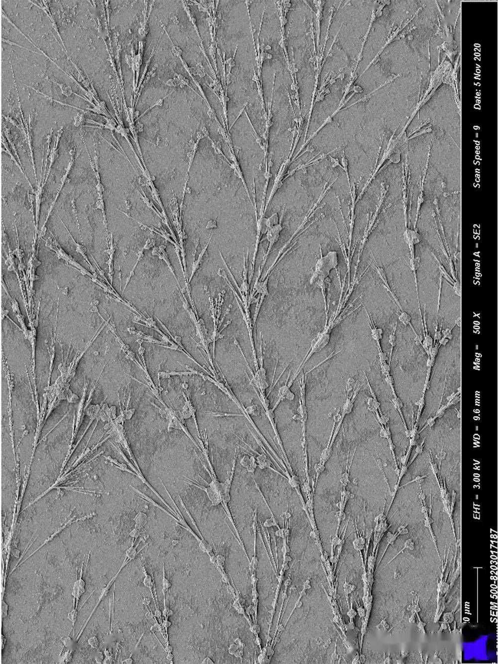 符浩】原图是扫描电子显微镜下拍的聚乙烯亚胺接枝纤维素显微形貌图片