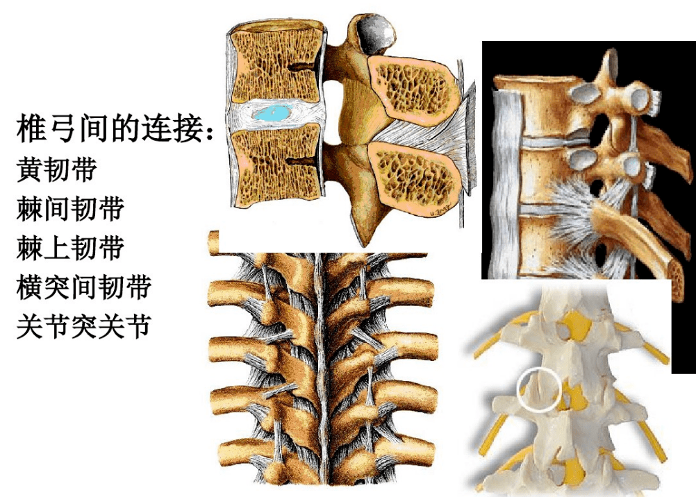 腰椎的解剖及腰部的层次解剖