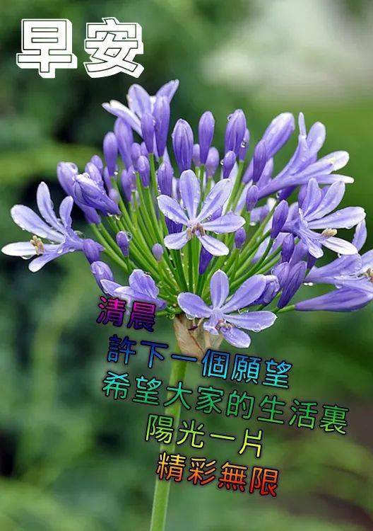 早上好问候语,早起第一声问候句子
