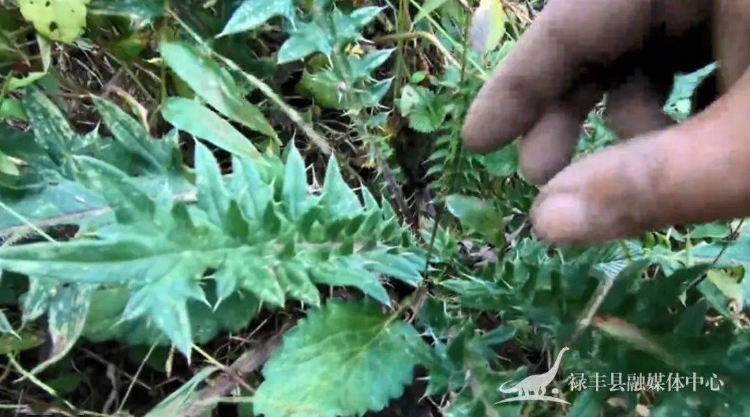 组织村,组干部收集野生马刺根籽种进行人工