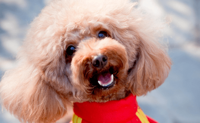 灰色泰迪犬多少钱一条 51153bcb70244c548286664a02f3ae60.png