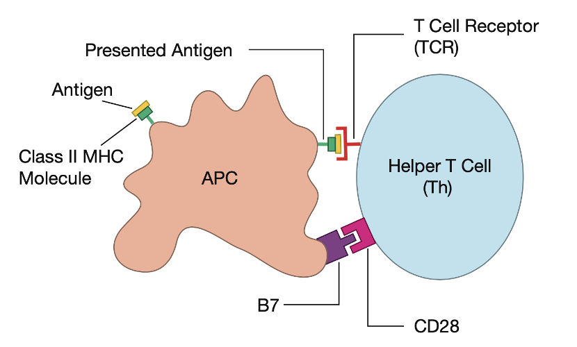 抗原呈递细胞与t细胞间共刺激信号传递的过程涉及到存在于抗原提呈