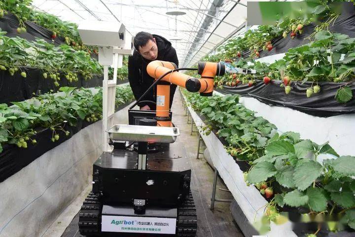 农技草莓小镇采摘用上机器人