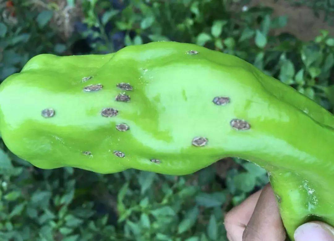 细菌性疮痂病防治上注意控制蛀果害虫如烟青虫的发生,减少伤口