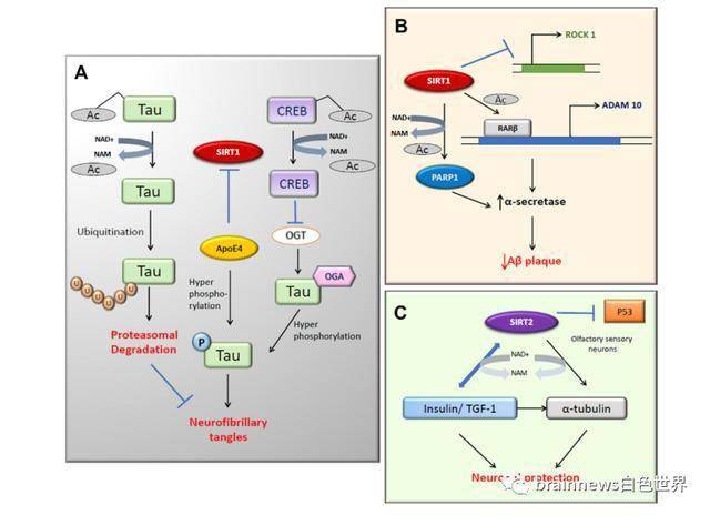 神经退行性疾病中sirt1和sirt2活性的控制上