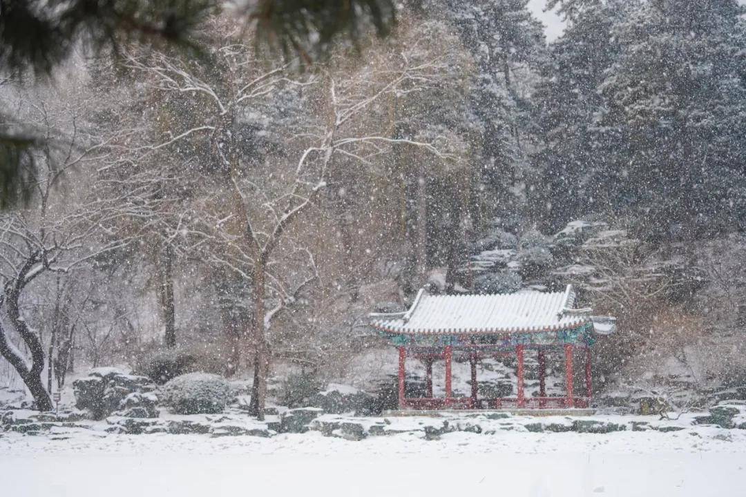 2021年第一场雪,香山雪景来了!登山赏雪兆丰年!