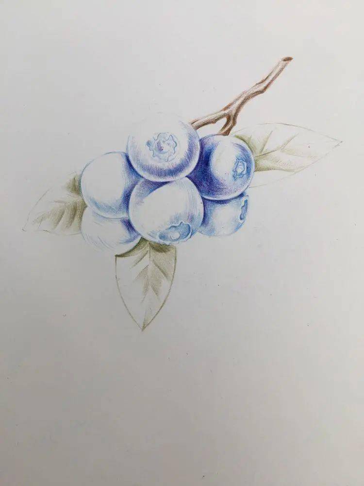彩铅水果教程 | 彩铅蓝莓这样画,才甜美!