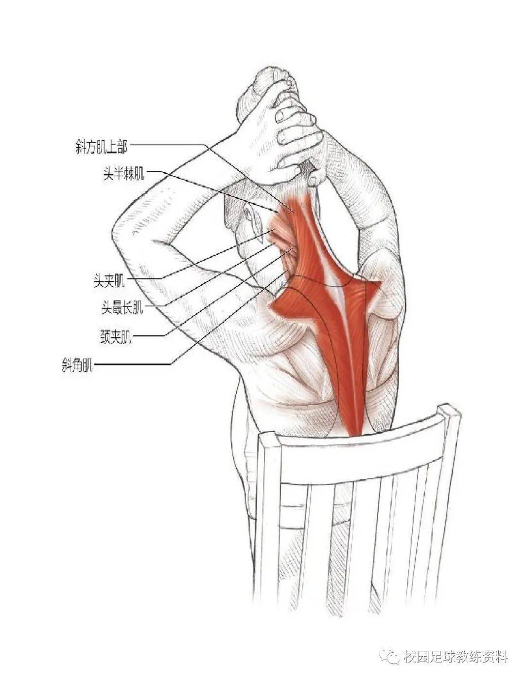 拉伸运动系统训练