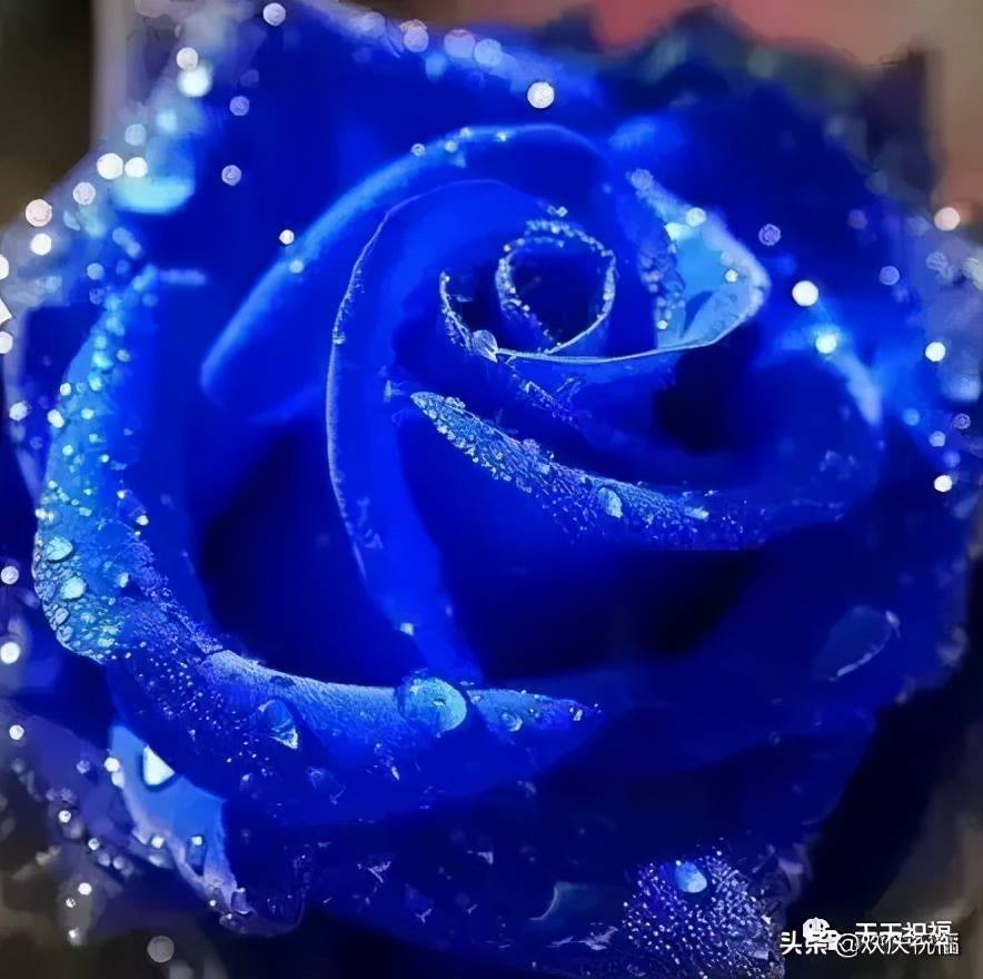 滴水玫瑰送给你 真心祝愿你: 吉祥每一年,幸运每一月, 幸福 美 一天