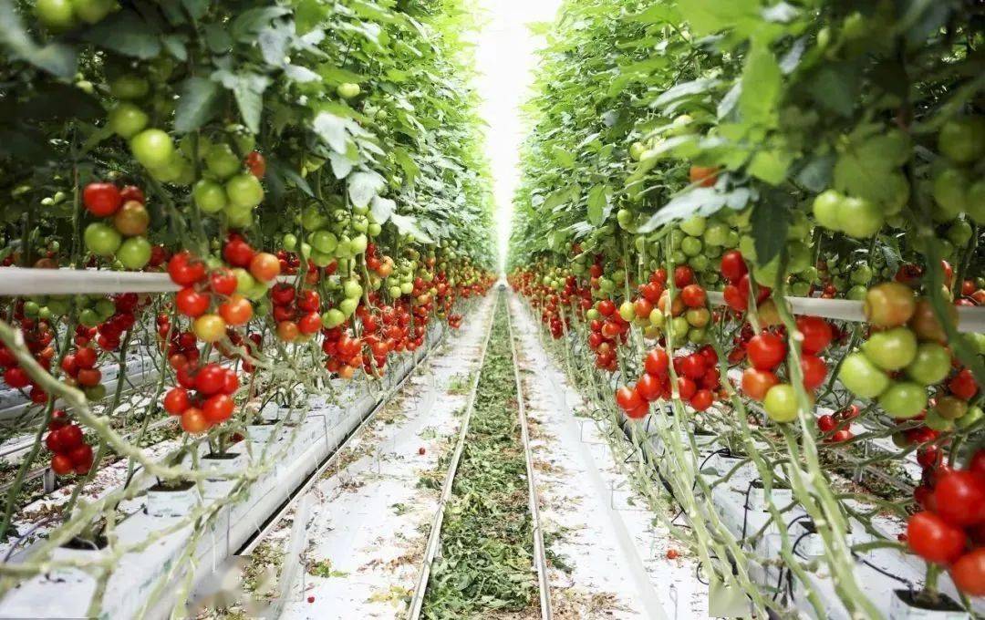 番茄种植比拼的不是产量,如何让它增加糖度提升口感才